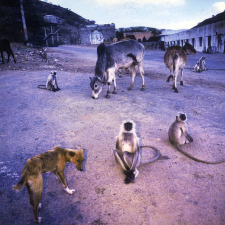 Haridwar, India, 1998 -- plate 19